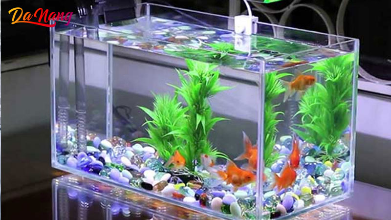 Nhan-nguyen-aquarium-thanhphodanang