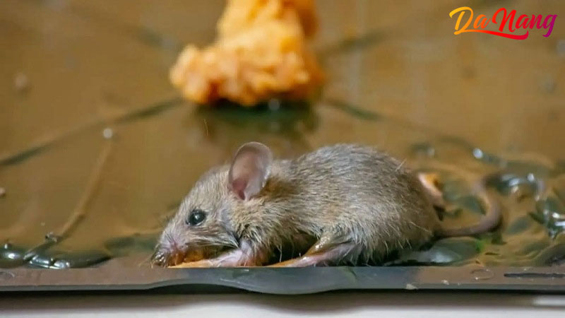 Cong-ty-tnhh-khong-gian-xanh-hoang-cuong-1-thanhphodanang