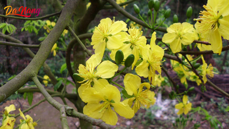 Cua-hang-cay-canh-mymyviet-gardenthanhphodanang-net