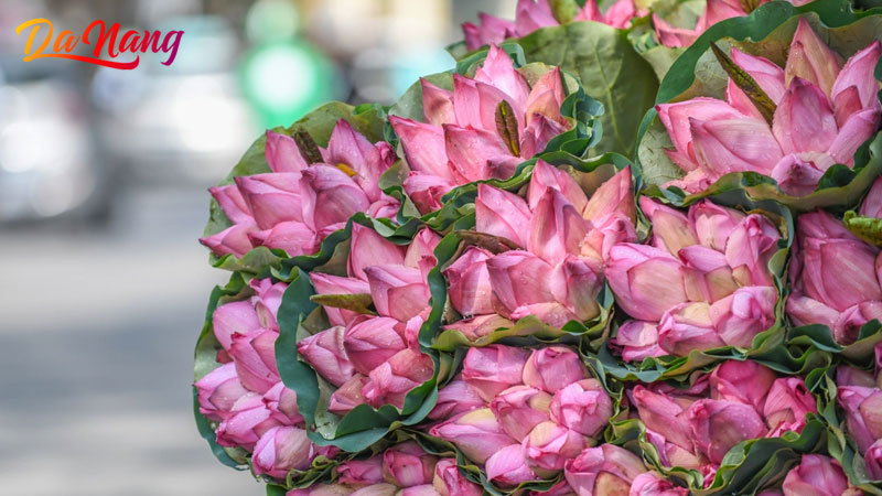 Hat-giong-xinh-shop-1-thanhphodanang