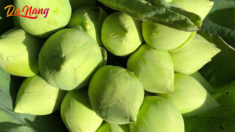 Hoa-sen-da-nang-1-thanhphodanang