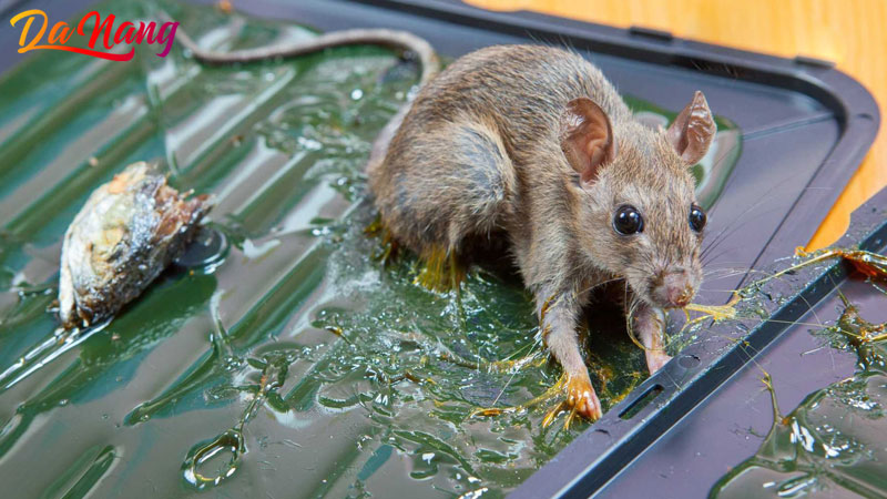 Top-5-dia-chi-mua-keo-dinh-chuot-o-da-nang-chat-luong-1-thanhphodanang