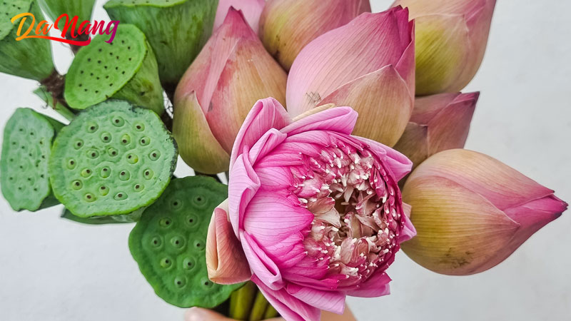 Top-5-dia-diem-mua-hoa-sen-o-da-nang-tuoi-dep-ruc-ro-1-thanhphodanang