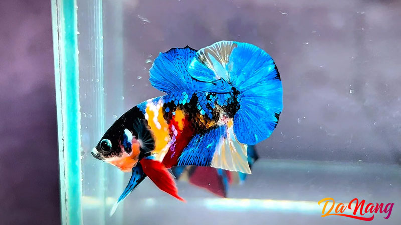 Ca-canh-hoa-binh-1-thanhphodanang