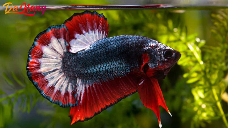 Ca-canh-thuy-sinh-da-nang-1-thanhphodanang