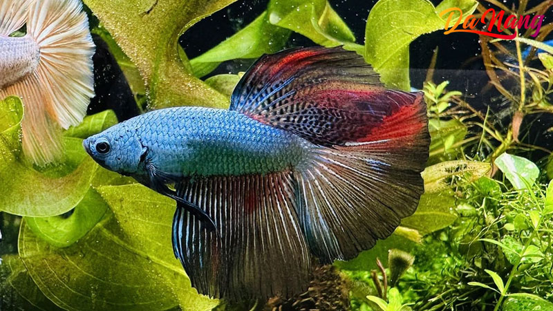 Linaqua-1-thanhphodanang