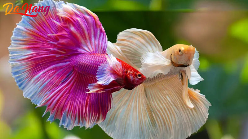 Nhan-nguyen-aquarium-1-thanhphodanang