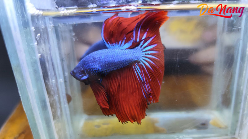 Shop-ca-canh-hm-betta-1-thanhphodanang