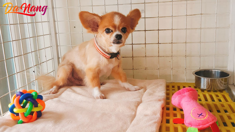 Tilu-pet-1-thanhphodanang