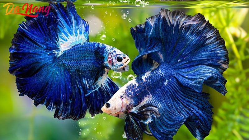 Top-7-dia-chi-mua-ca-betta-o-da-nang-giong-tot-gia-re-1-thanhphodanang