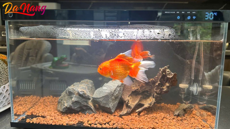 6-cua-hang-thanh-ly-ho-ca-cu-o-da-nang-gia-re-chat-luong-moi-1-thanhphodanang