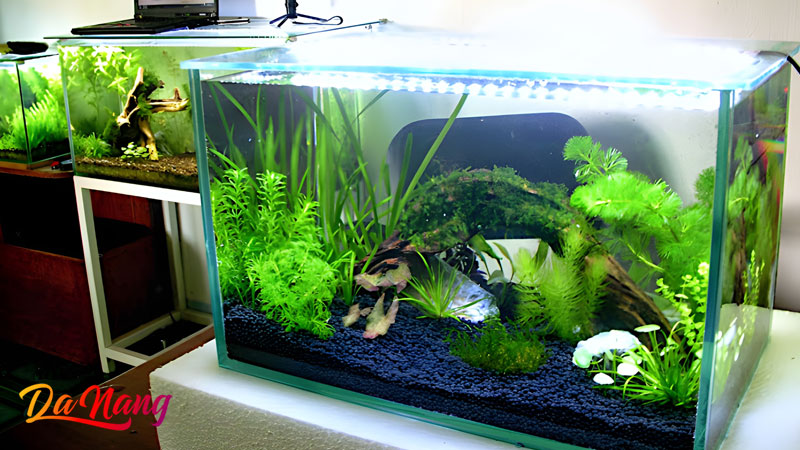 Ca-canh-viet-nhat-1-thanhphodanang