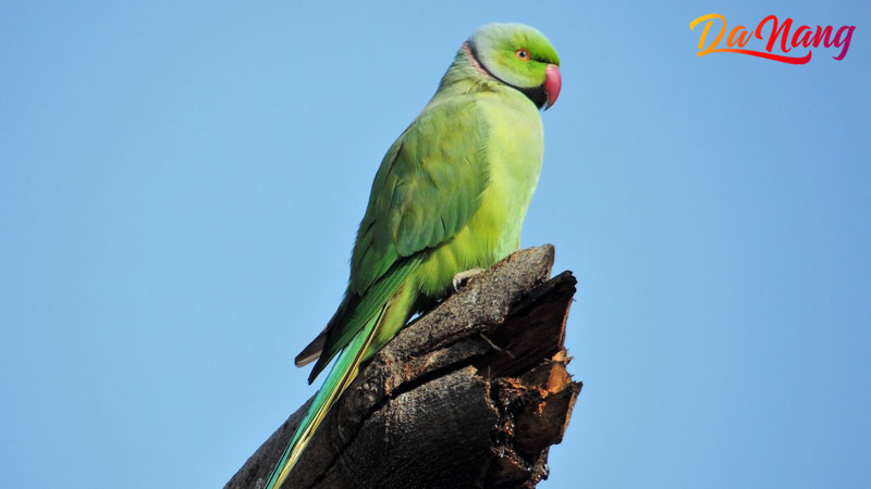 Canary-parrot-thanhphodanang