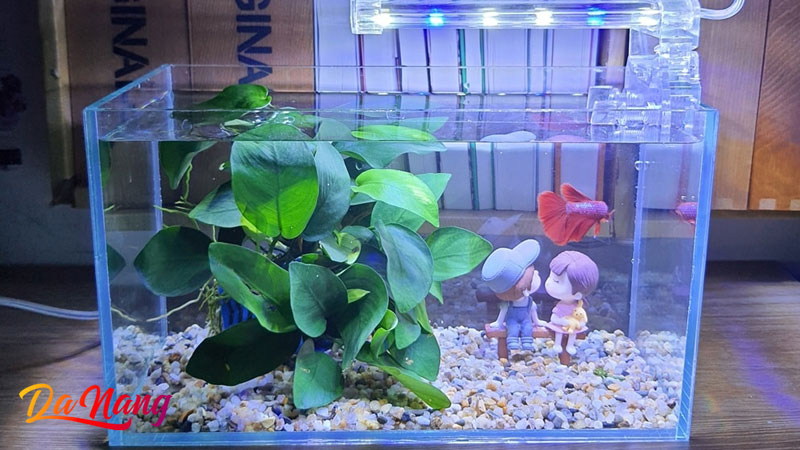 Cua-hang-tai-ca-canh-1-thanhphodanang