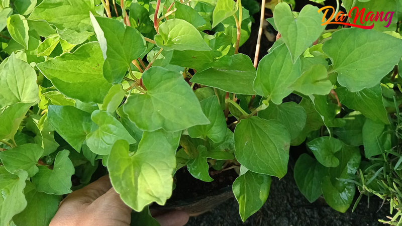 Hat-giong-xinh-thanhphodanang