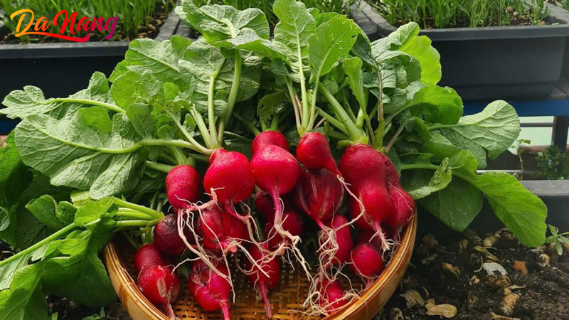 Nong-nghiep-pho-thanhphodanang