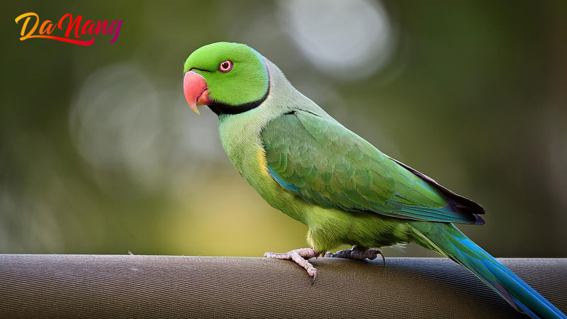 Top-5-shop-ban-vet-o-da-nang-thong-minh-khoe-dep-thanhphodanang