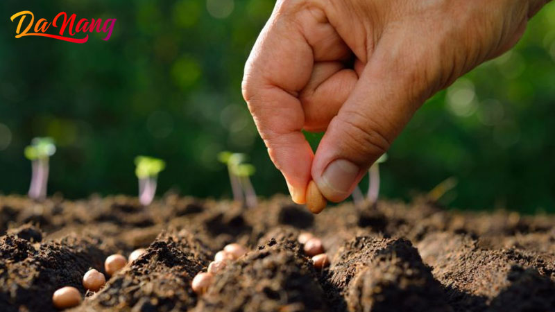 Top-5-sieu-thi-hat-giong-o-da-nang-dat-chuan-sinh-truong-tot-thanhphodanang