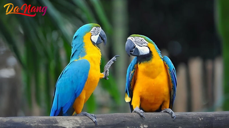 Vet-nguc-hong-da-nang-thanhphodanang