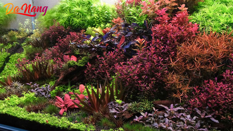 Ylang-aquarium-thanhphodanang