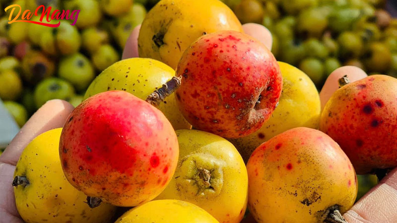 Top-5-dia-chi-mua-tao-meo-tuoi-o-da-nang-khong-the-bo-lo-1-thanhphodanang