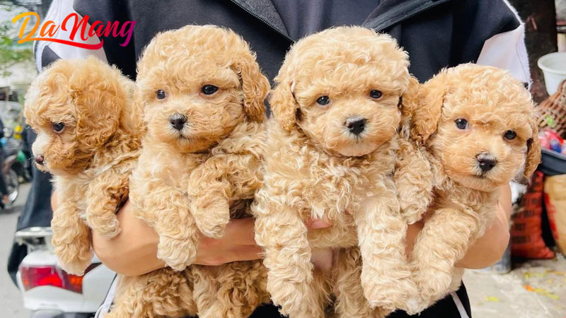 Bong-pet-shop-thanhphodanang