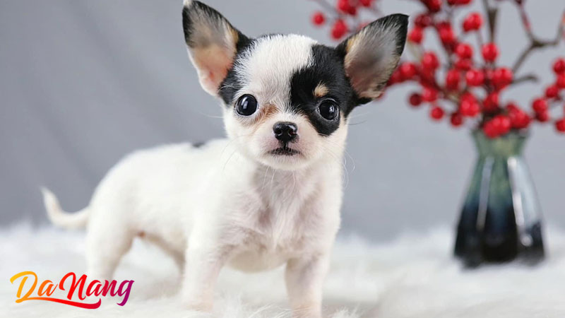 Chaien-pet-shop-thanhphodanang