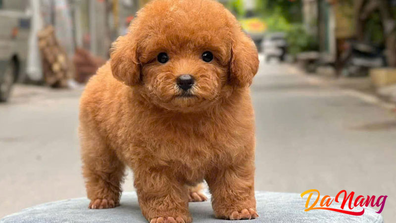 Cho-canh-da-nang-thanhphodanang