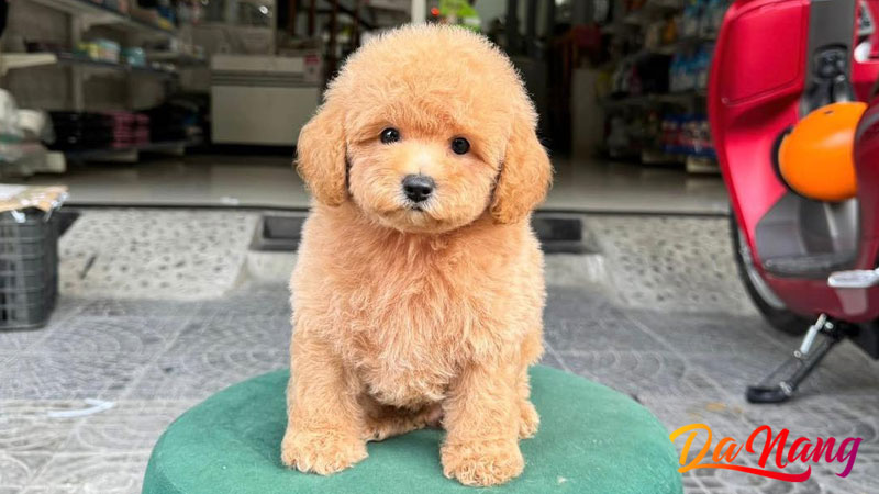 Dc-pethouse-thanhphodanang