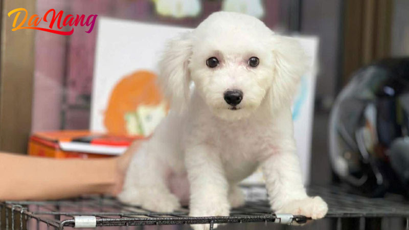 Happy-petshop-thanhphodanang