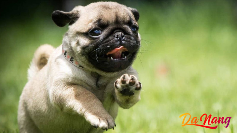 Hy-pet-shop-thanhphodanang