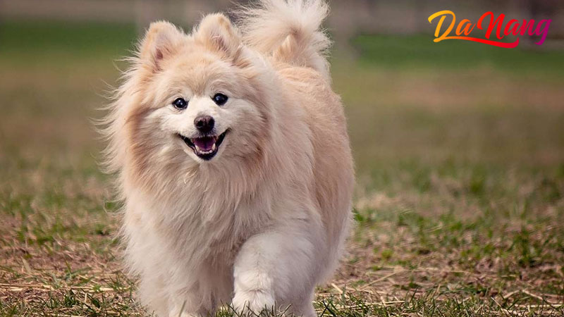 Petshop-cho-canh-thanhphodanang