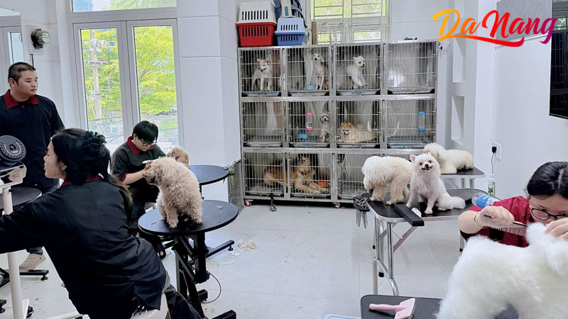 Ritdo-pet-thanhphodanang