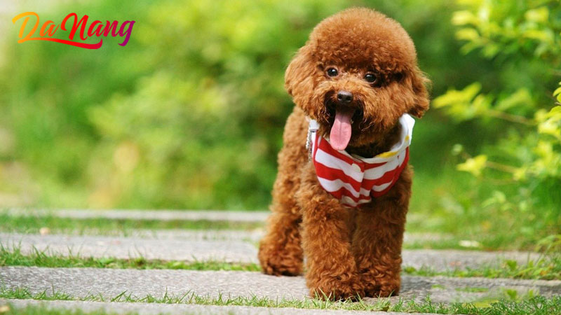 Top-10-dia-chi-ban-cho-canh-tai-da-nang-dep-nhieu-dong-thanhphodanang