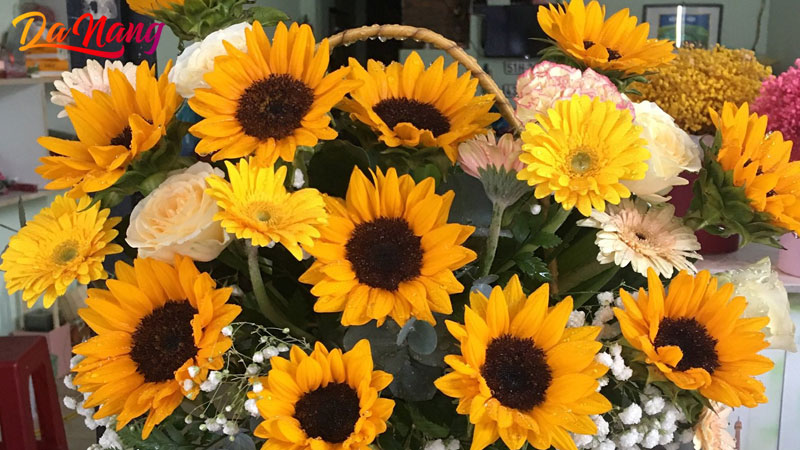 Pink-flower-thanhphodanang