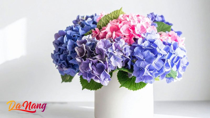 Saly-flower-1-thanhphodanang