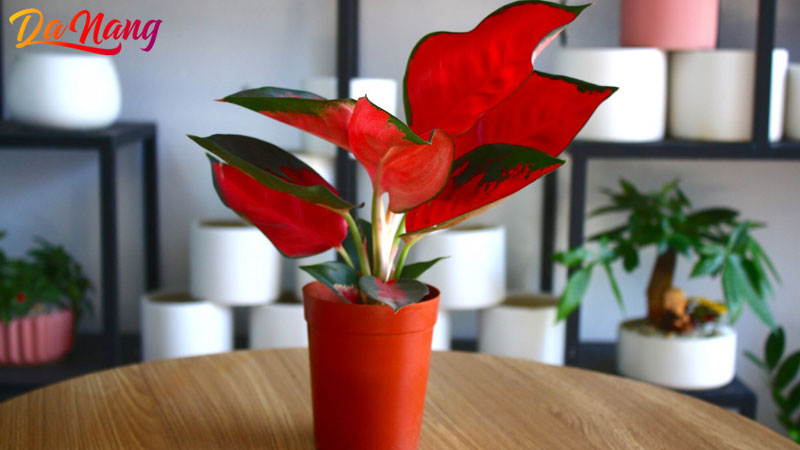 Cmt-garden-thanhphodanang