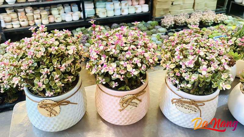 Ken-garden-thanhphodanang