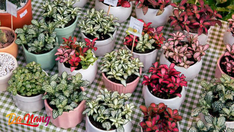 Lavis-garden-thanhphodanang