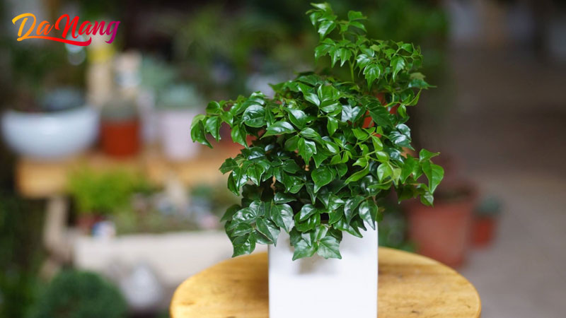 Mymyviet-garden-thanhphodanang