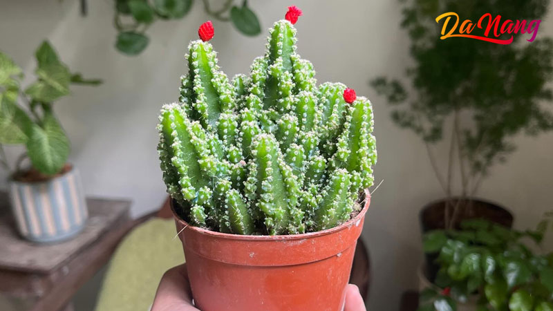 Tiem-cay-mua-he-thanhphodanang