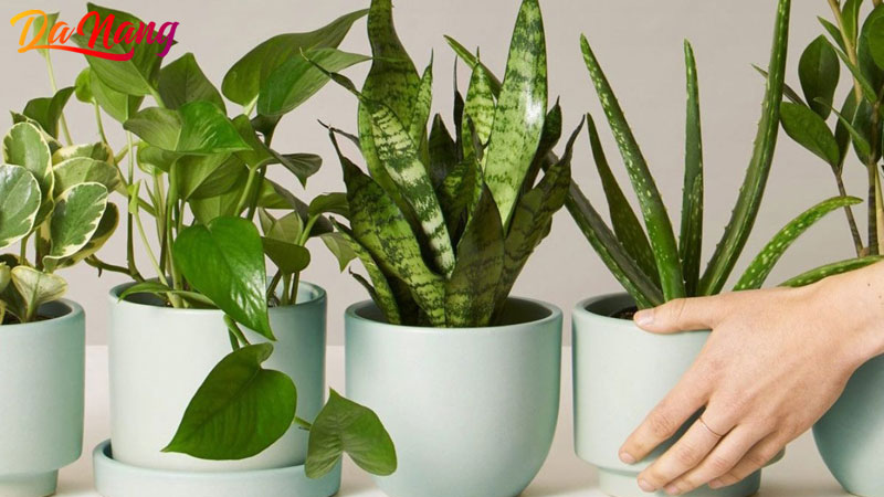 Top-10-dia-chi-mua-cay-canh-de-ban-o-da-nang-xinh-de-cham-thanhphodanang