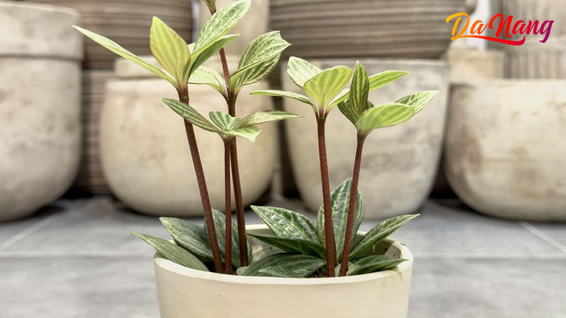 Vuon-co-nang-thanhphodanang