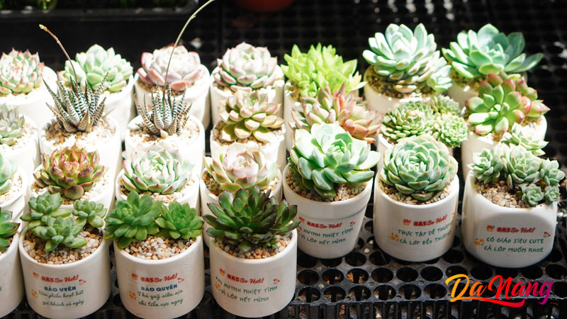 Vuon-cua-bom-thanhphodanang